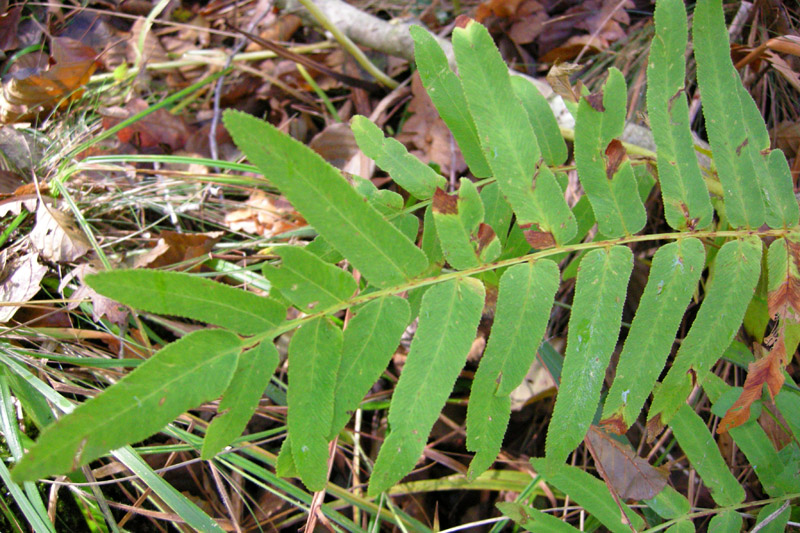 Osmunda regalis / Osmunda regale